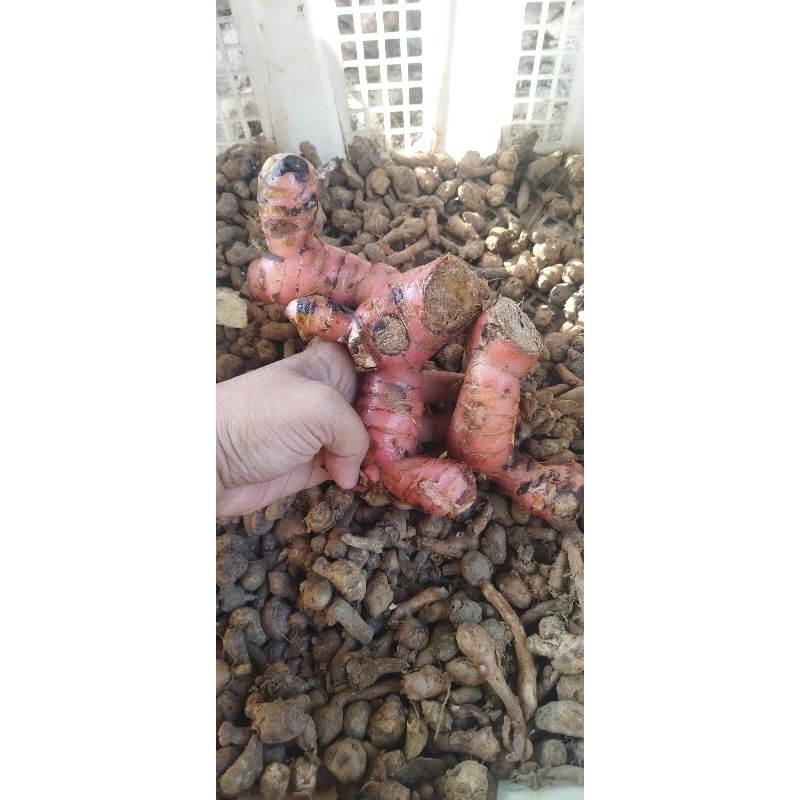 

lengkuas , laos merah fresh 1kg