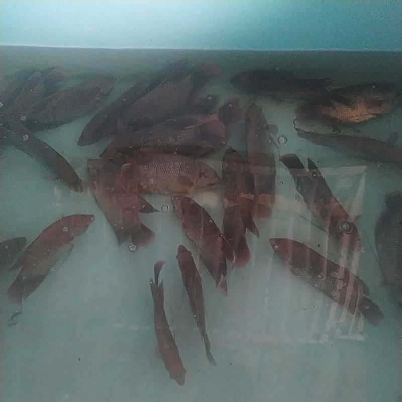 

ikan gurame segar