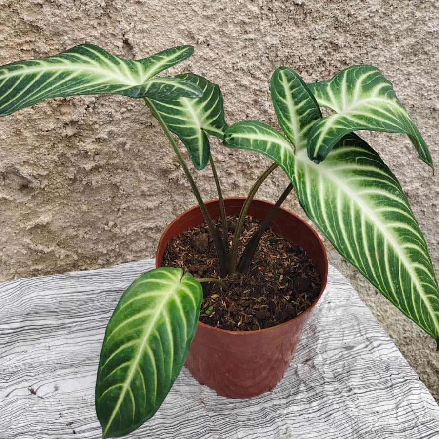 Tanaman hias bunga hias tanaman XANTHOSOMA SAGITTIFOLIUM