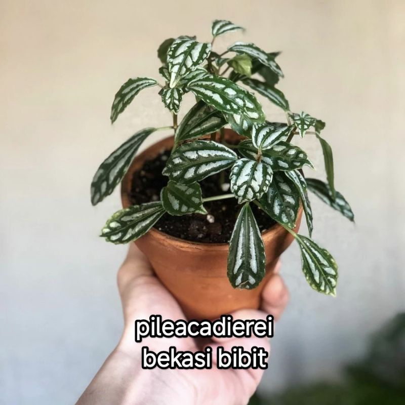 TANAMAN PILEA CADIEREI//ALUMUNIUM PILEA MUTIARA