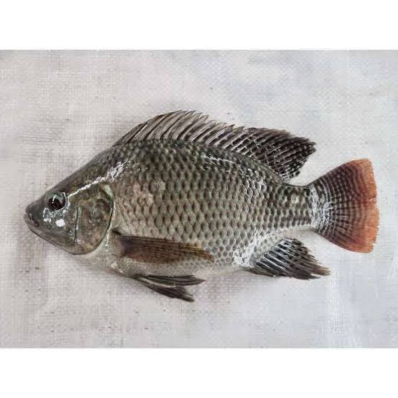 

Ikan Nila Segar (1 kg)