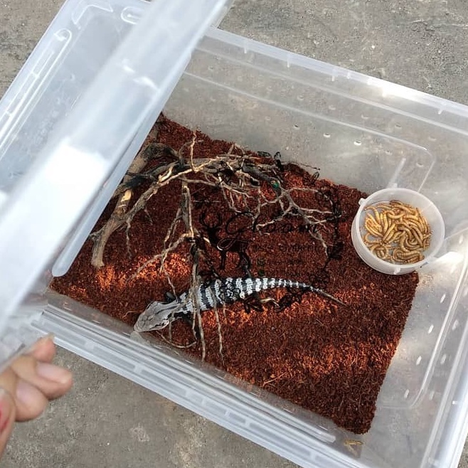 Free Shipment  Kandang Tarantula Enclosure Tarantula Box Reptil L 32x22x15cm Breeding Box Gecko Igua