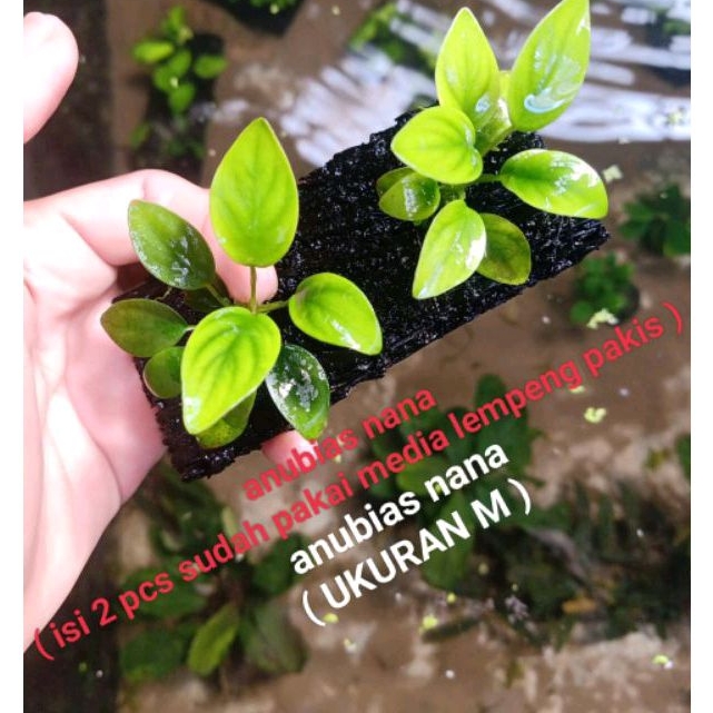 anubias Nana 2 pcs / Uk M sudah pakai media lempeng pakis