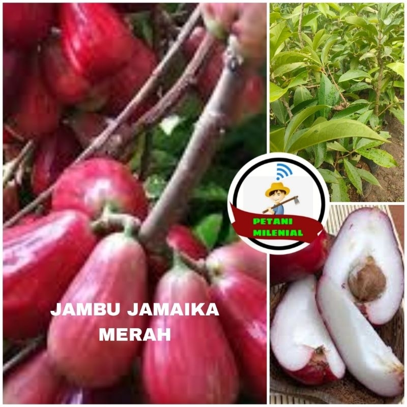 

BIBIT JAMBU JAMAIKA MERAH MANIS