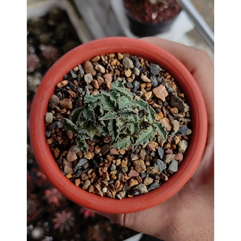 Euphorbia Tulearensis cristata seedling /kaktus/cactus/succulent