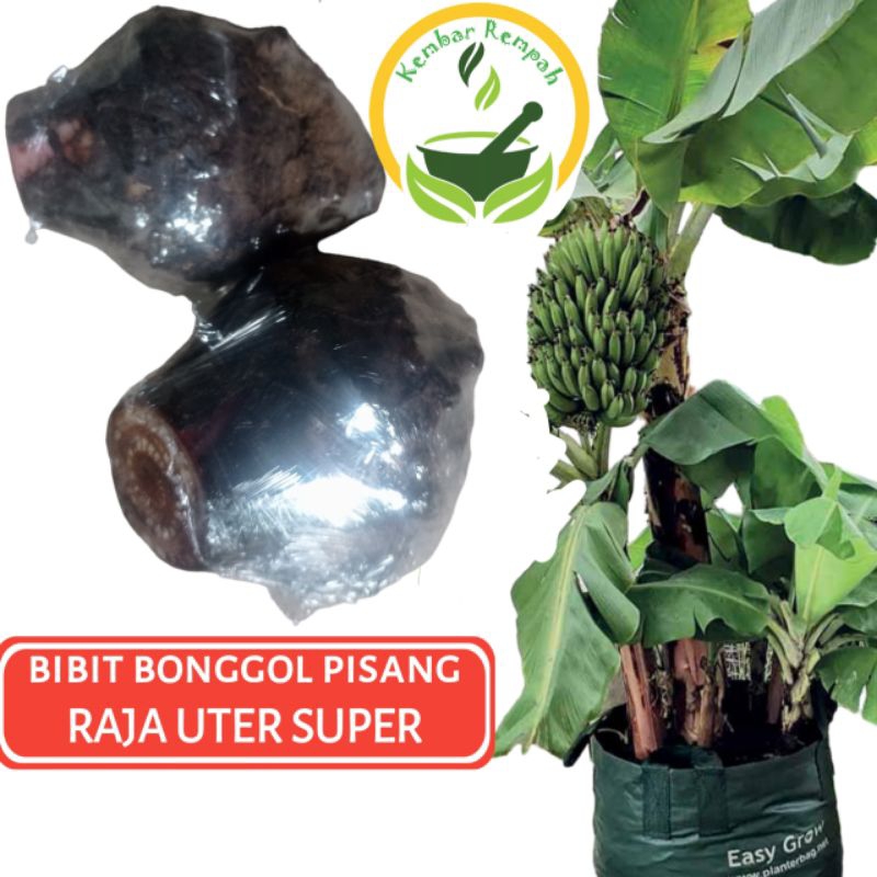 Bibit Bonggol Pisang Raja Uter Bonggol Dongkelan Pohon Pisang Raja Bandung