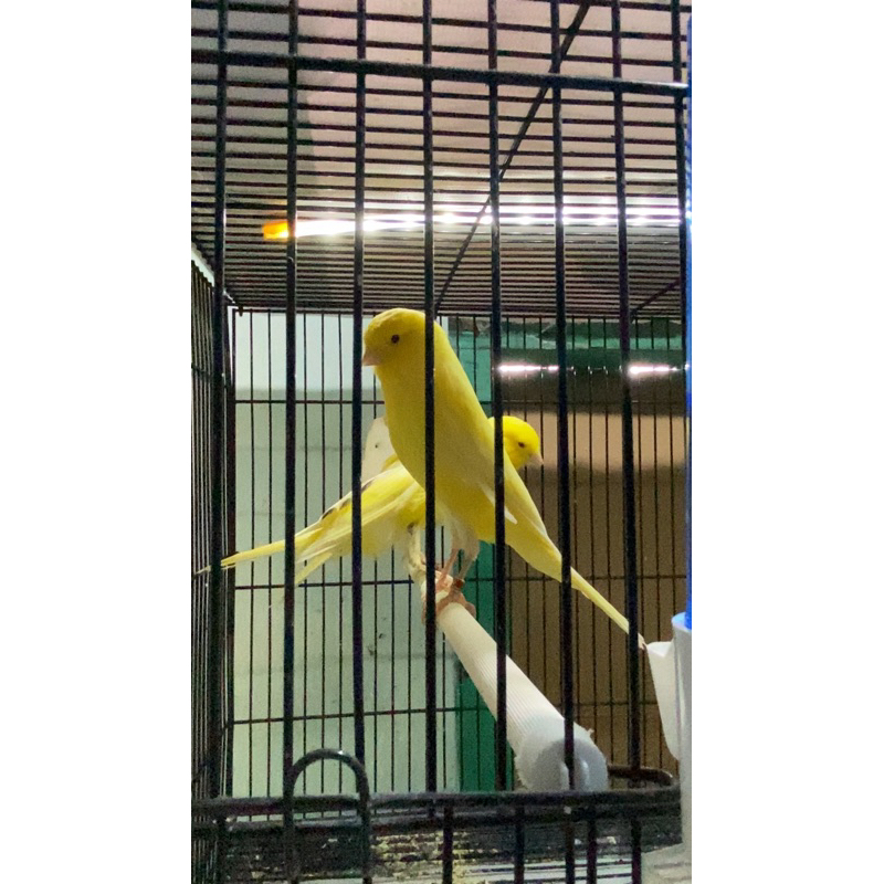 Kenari YSL ring dash bird dash canary