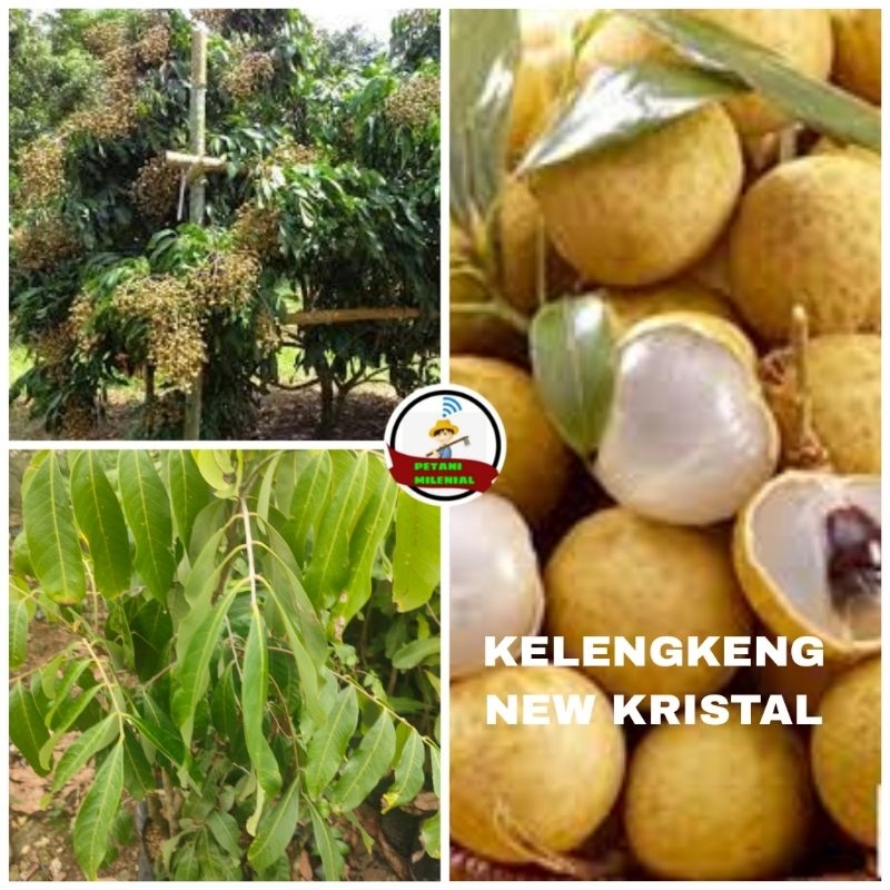 

BIBIT KELENGKENG NEW CRISTAL
