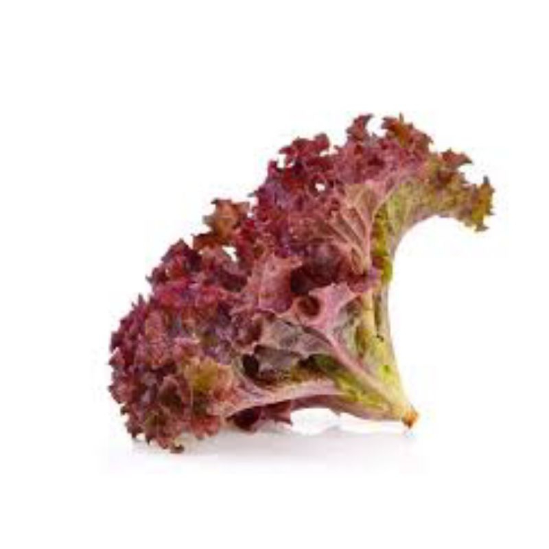 

selada merah hydroponik