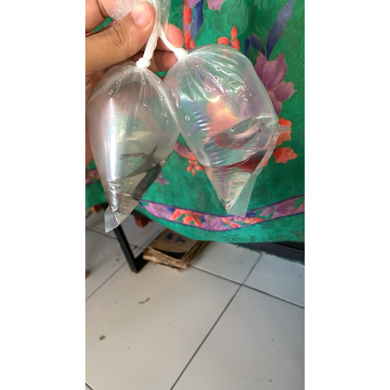 Halfmoon 10 ribu - 100ribu