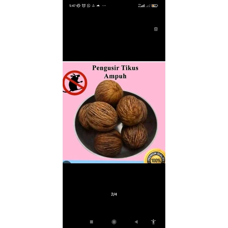 

buah bintaro atau buah sika