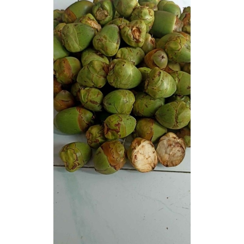 

tembuluk kelapa/kelapa kecil