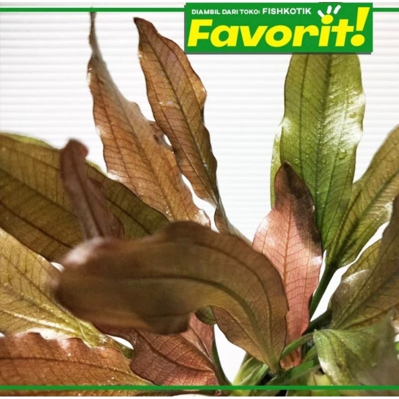 Red Echinodorus Wabikusa Rubin Special Tanaman Air Aquarium Aquascape