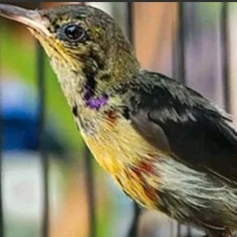 konin trotol gacor full set+pakan sebotol