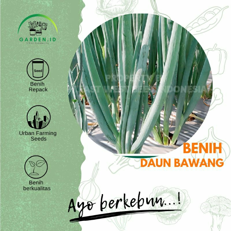 Biji - Benih Sayuran Daun Bawang (Bawang Daun)
