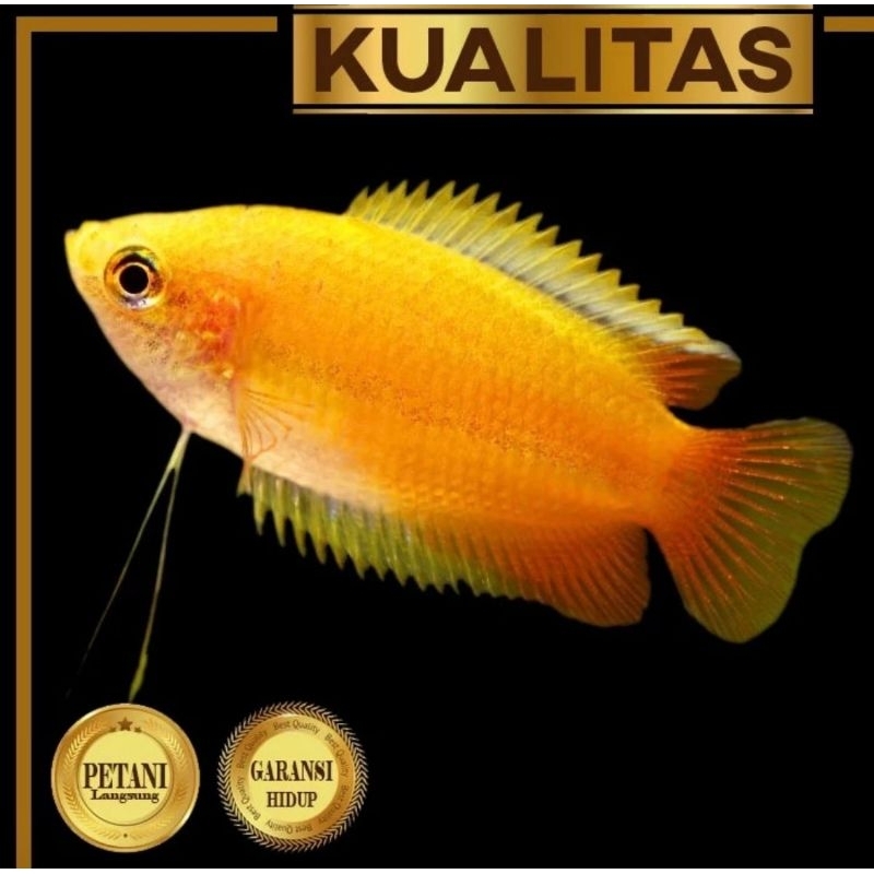 Honey Gold Gourami Sepat Madu Emas Ikan Hias Tanaman Air Aquascape