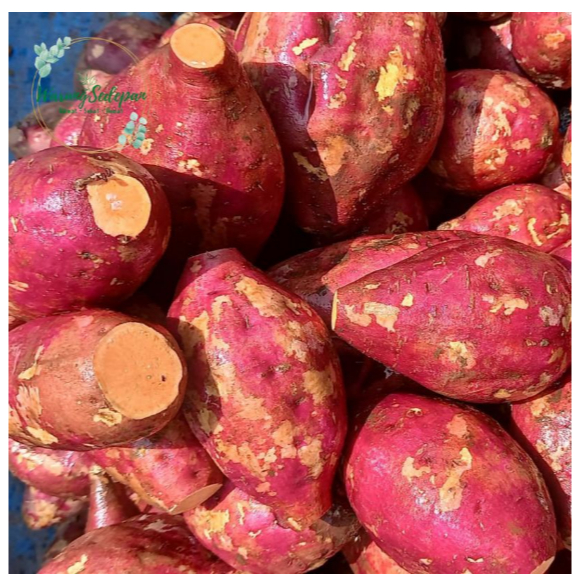 

Ubi Merah Ubi Orens 1kg Ubi Jalar Ubi Biji Salak