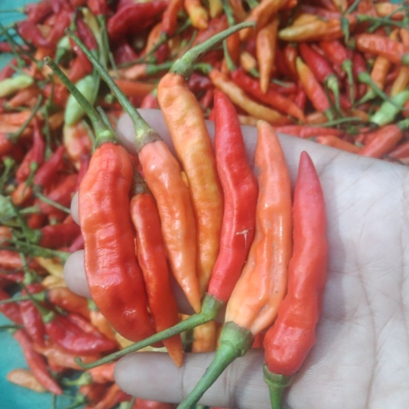 

1 kg cabe rawit merah segar kwalitas super.