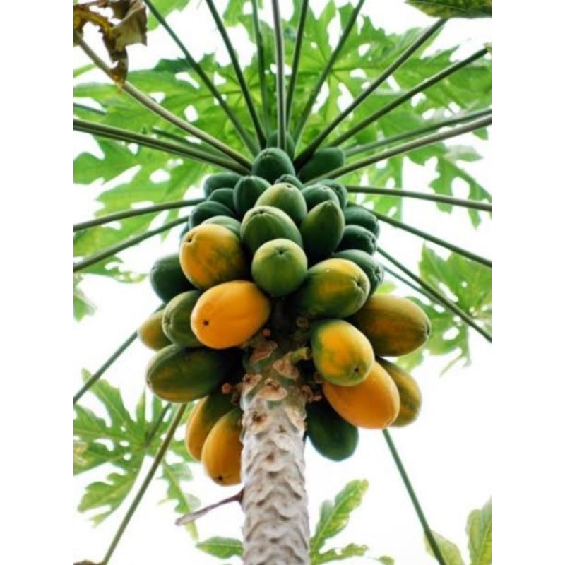 

pepaya fresh metik dari pohon