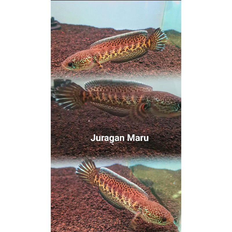 Channa Auranti Simet Progresan Sortiran Berkualitas Tidak COD,Channa Auranti Bahan Dorsal Polos Sort