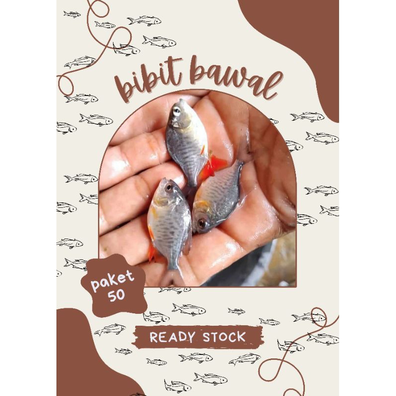 bibit bawal paket 50 bonus pakan pelet