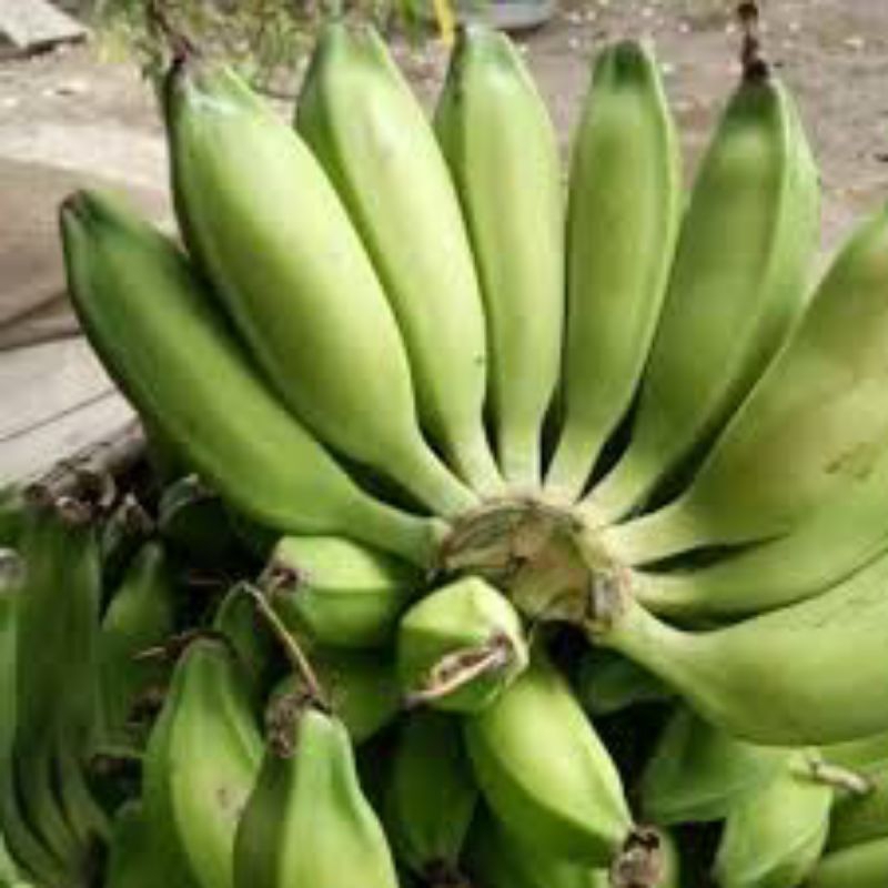 

pisang batu/pisang klutuk muda&segar 1 sisir