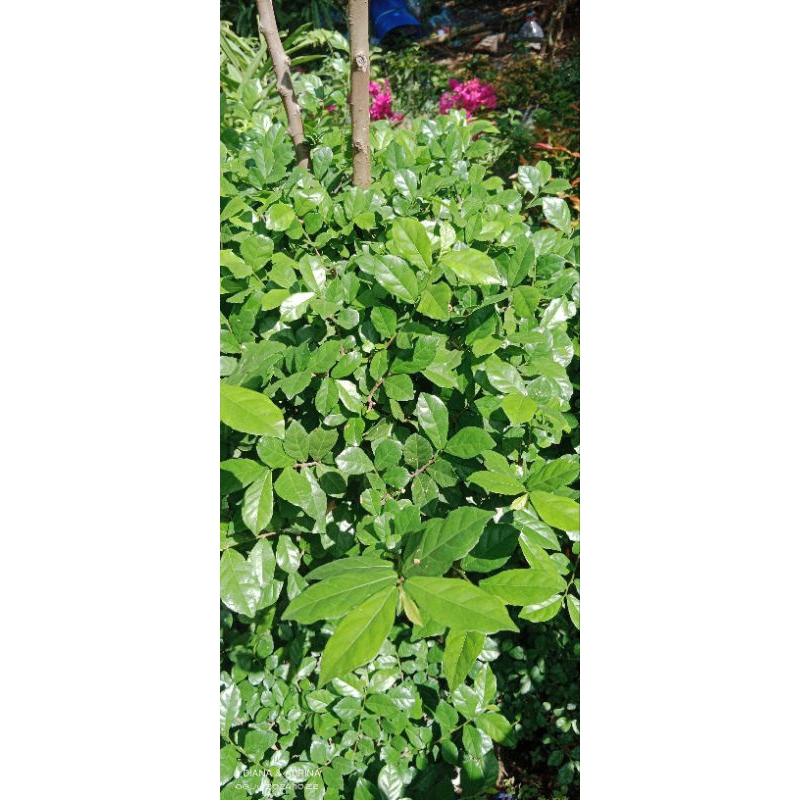 

DAUN SERUT SEGAR ALAMI(100gram)