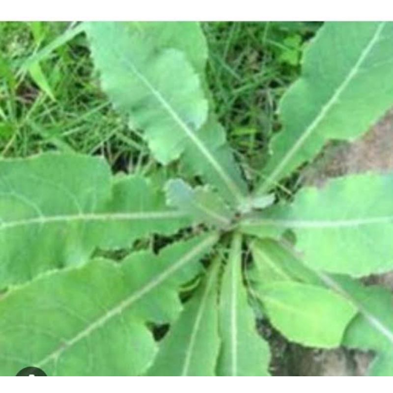 

daun tempuyung segar 500 gram