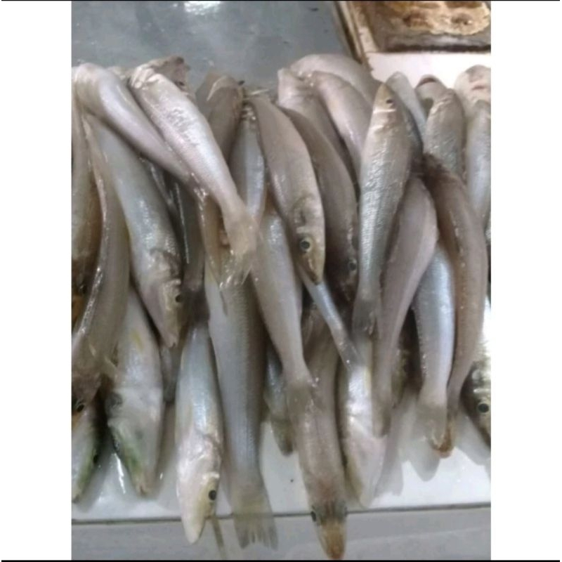 

Ikan rejung (pecah piring)