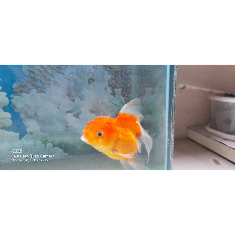 ikan mas koki oranda