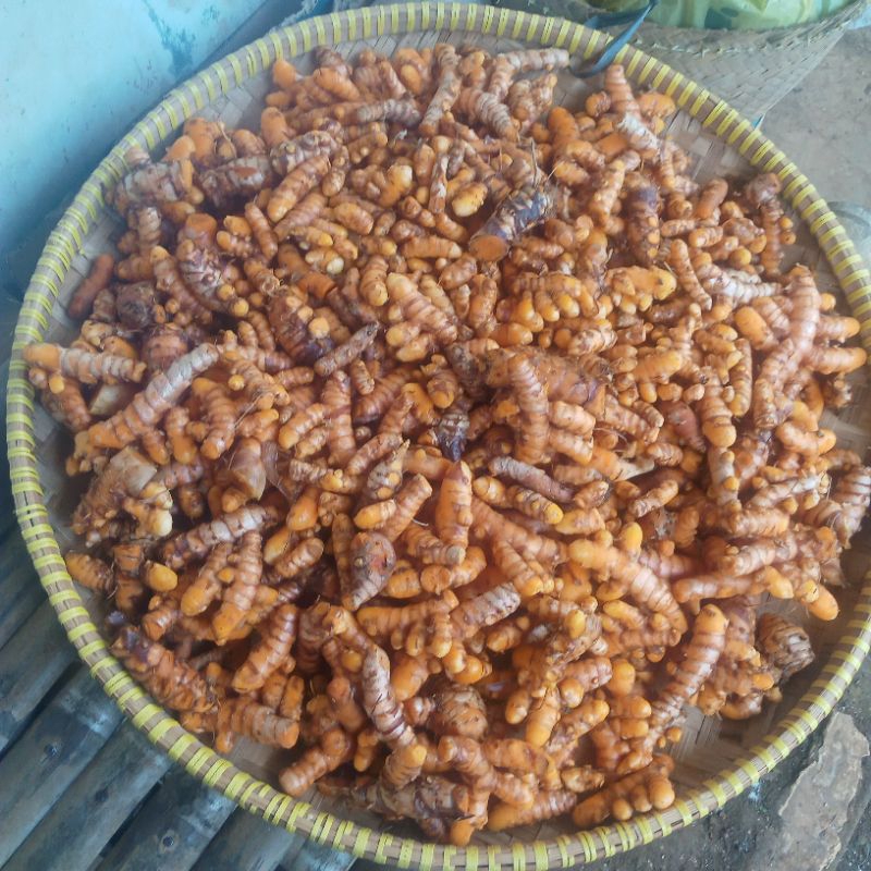 

kunyit rajang kering