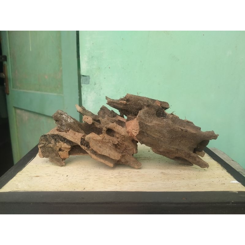 kayu rentek aquascape belum tenggelam