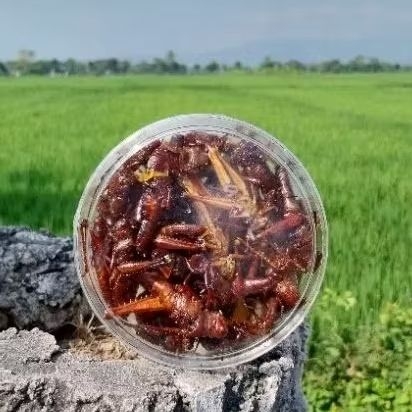 

Belalang Goreng Besar Renyah Kayu Walang Goreng Kayu khas gunung kidul