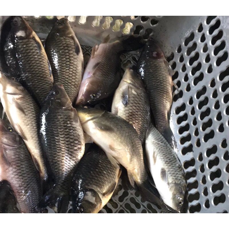 

ikan mas segar