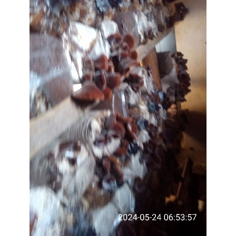 Bibit jamur tiram Dan jamur kuping