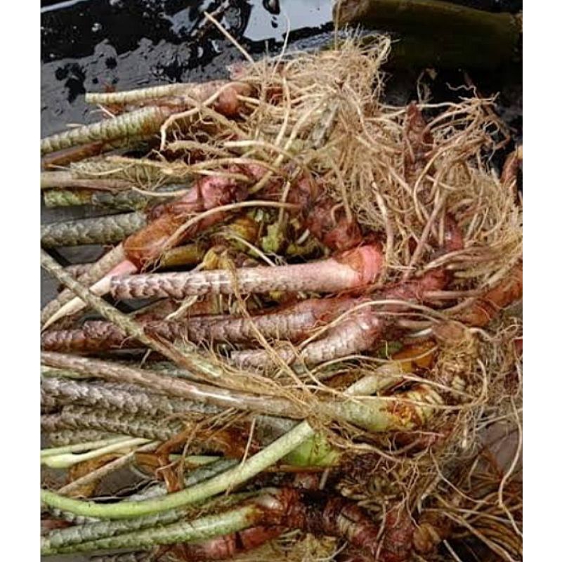 bonggolan alokasia zebrina per 1 batang