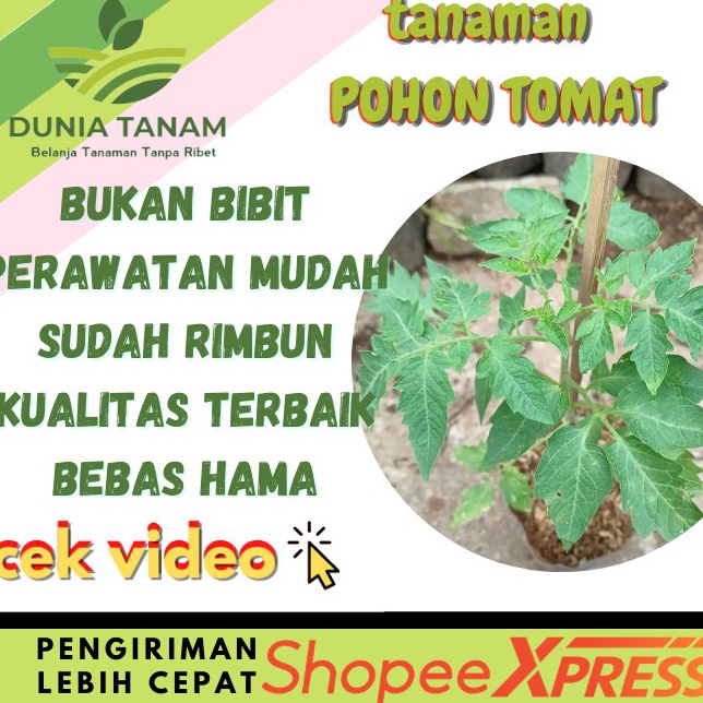 Unggul Bibit pohon Tomat Sayur buah merah chery ceri