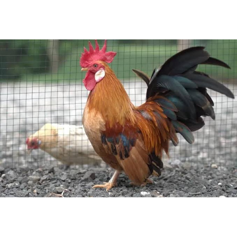 

TELUR FERTIL AYAM HIAS SERAMA UNTUK DI TETASKAN