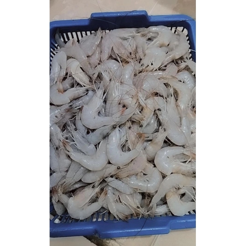 

Udang Kecil Udang Kulit Seger Harian Laut