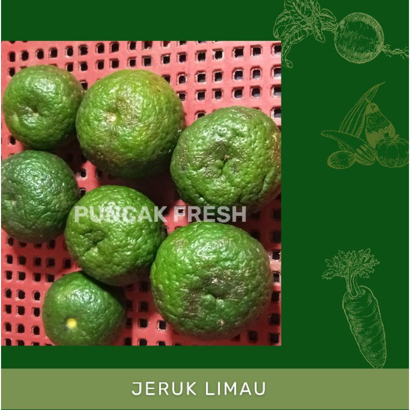 

Jeruk Limau