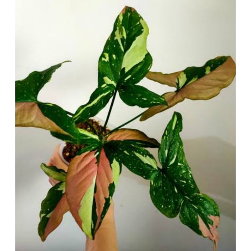 Singonium Red Spot Tricolor