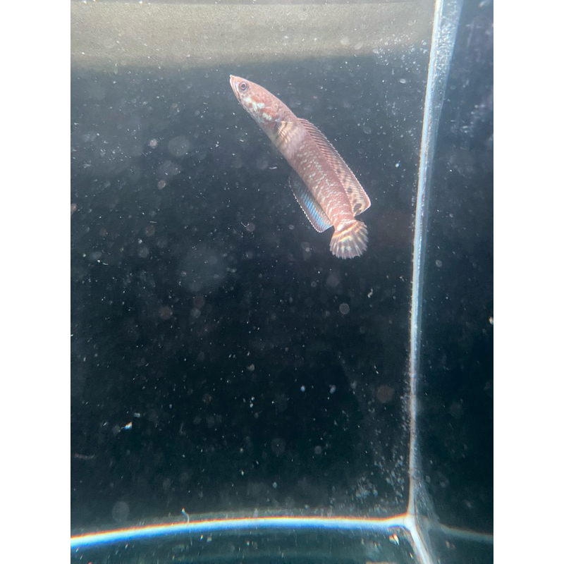 bleheri rainbow 5-7cm