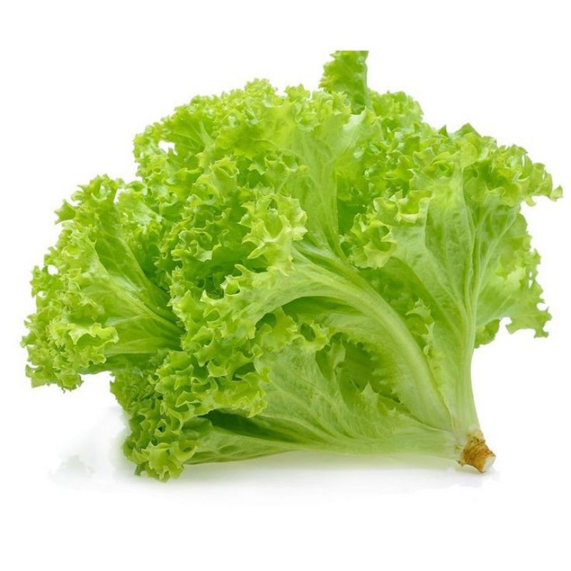 

Selada 250g - 1kg / selada / daun selada / selada keriting / selada segar / sayur / sayur fresh / sayuran murah