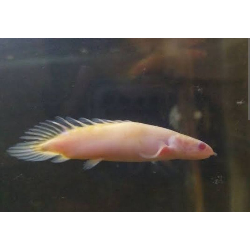 Palmas Albino SB / Palmas Albino Short Body