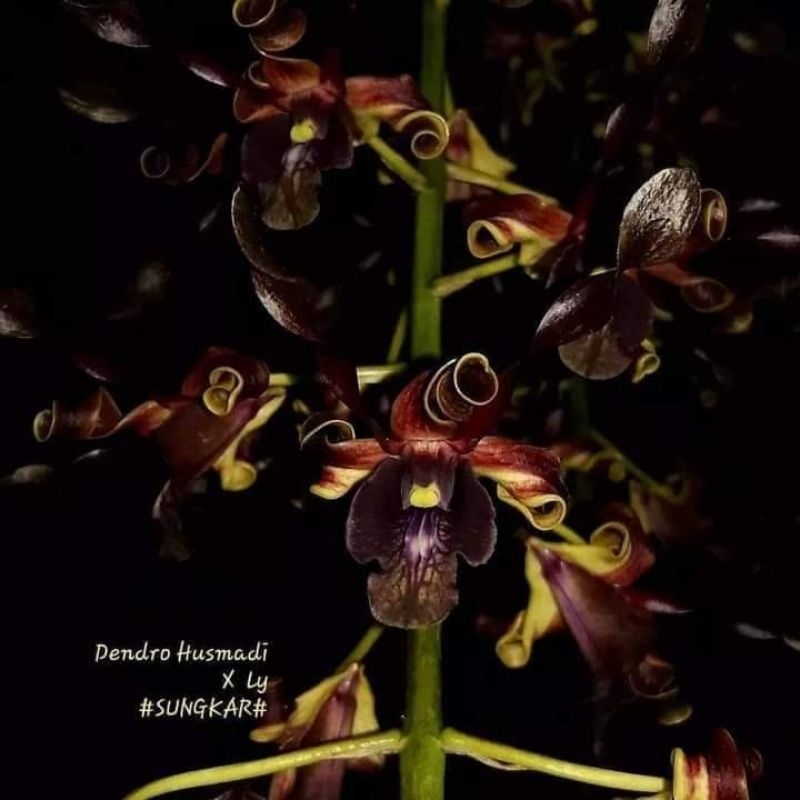 anggrek dendrobium hitam husmadi x ly
