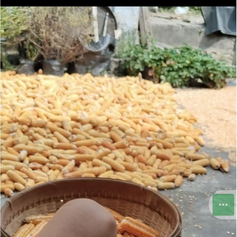 JAGUNG PIPIL KERING SUPER PAKAN AYAM, MERPATI, Dsb.