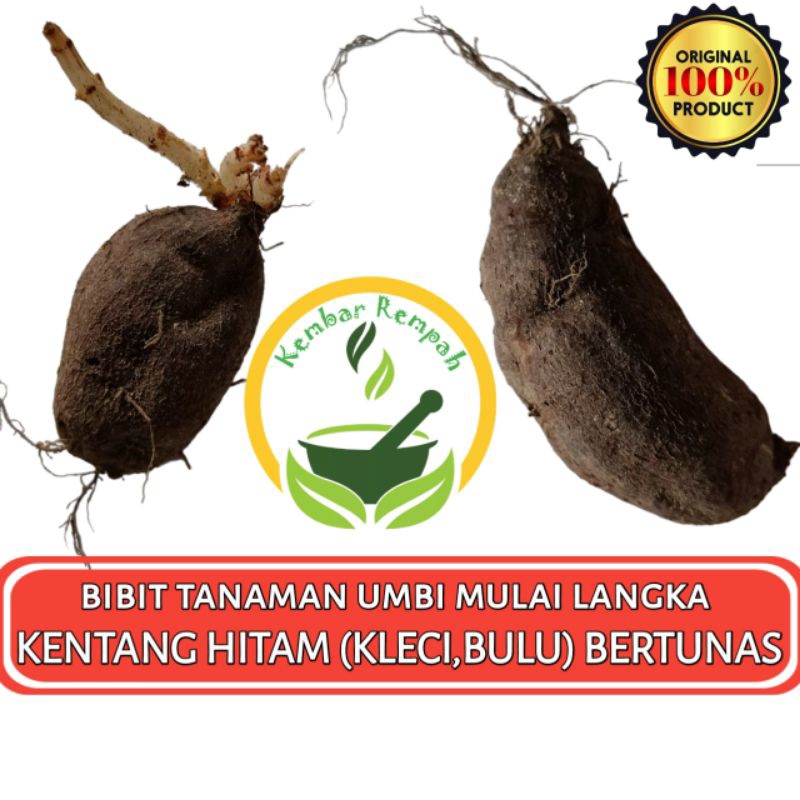 Bibit Tanaman Umbi Kentang Hitam Bertunas Kentang Bulu Kentang Kleci Bertunas