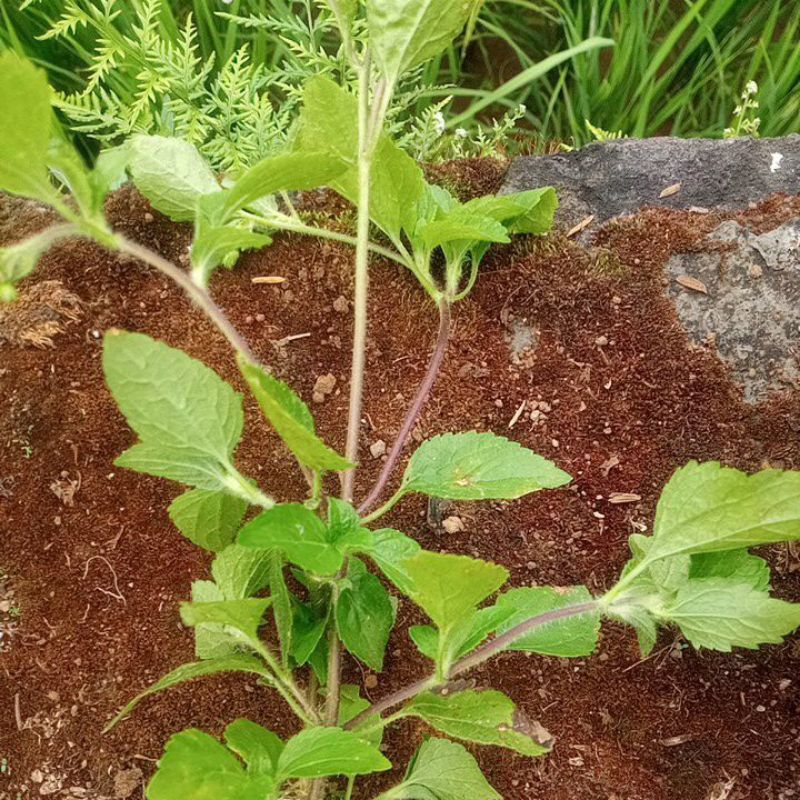 

daun dan pohon Babadotan / Wedusan fresh alami 500 gram daun herbal