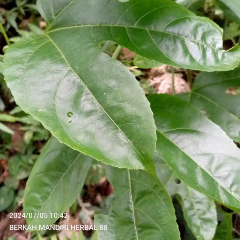 

daun markisa segar obat tradisional