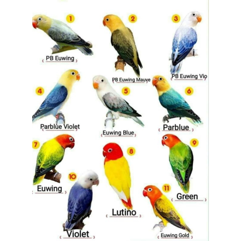 burung love bird warna semua jenis biola pasangan
